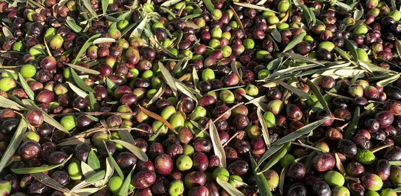 Olive