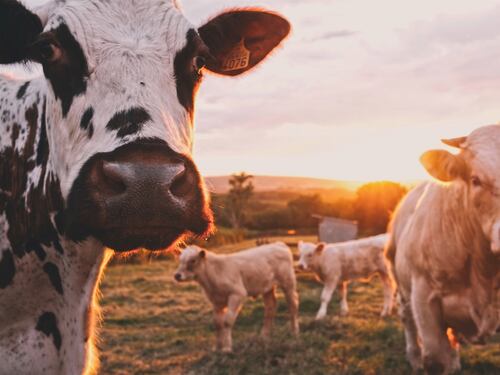 In mezzo alle nebbie delle Langhe va in scena la processione del bollito