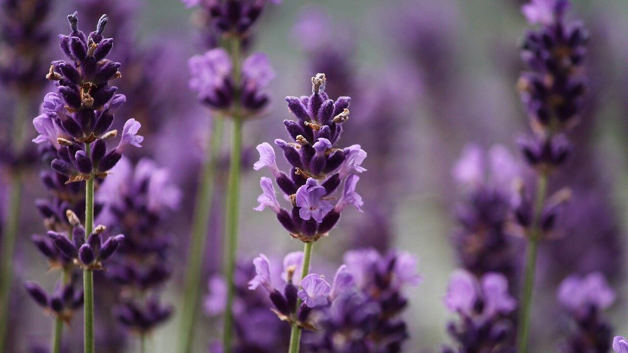 Proprietà e benefici della lavanda