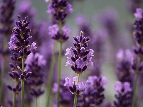 Proprietà e benefici della lavanda