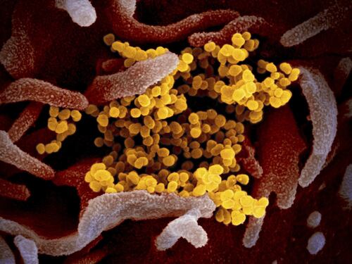 I cinque motivi per non temere il coronavirus