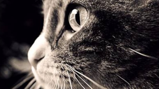 Sasha il gatto ritrovato a 2500 chilometri di distanza