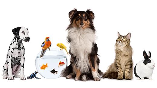 Animali da compagnia, i cani eroi protagonisti a Pets in The City
