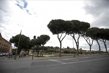 Le meraviglie di Roma: i pini marittimi in città 6