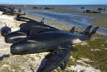Decine di balene spiaggiate. Ora si rischia la strage 2
