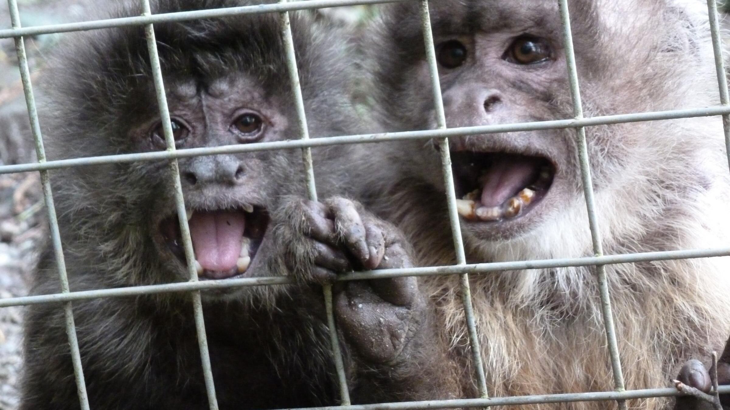 Allarme "Monkey B Virus": c'è il primo morto