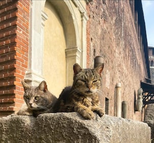 La colonia felina nel palazzo sforzesco di Milano 2