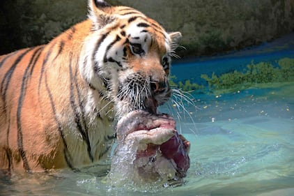 Attimi di vita quotidiana nello zoo 9