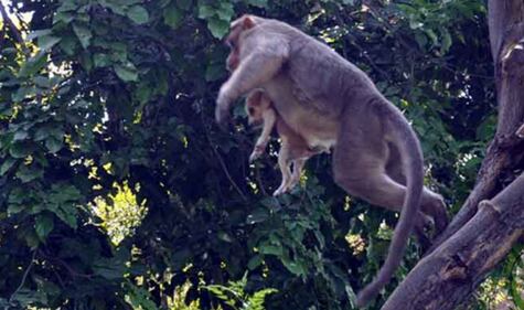 India, il macaco adotta il cagnolino 4