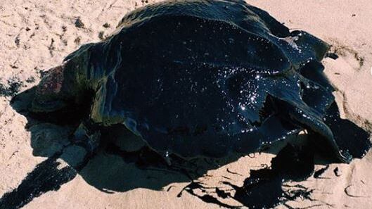 Brasile, enorme chiazza di petrolio raggiunge centinaia di spiagge: morti uccelli e tartarughe