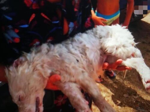 Cucciolo lasciato nel bagagliaio mentre la famiglia è in spiaggia