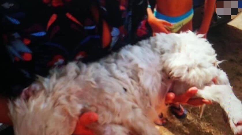 Cucciolo lasciato nel bagagliaio mentre la famiglia è in spiaggia