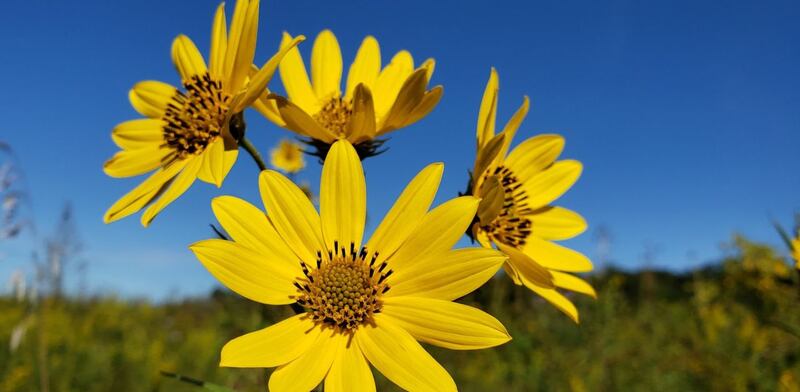 Topinambur fiore