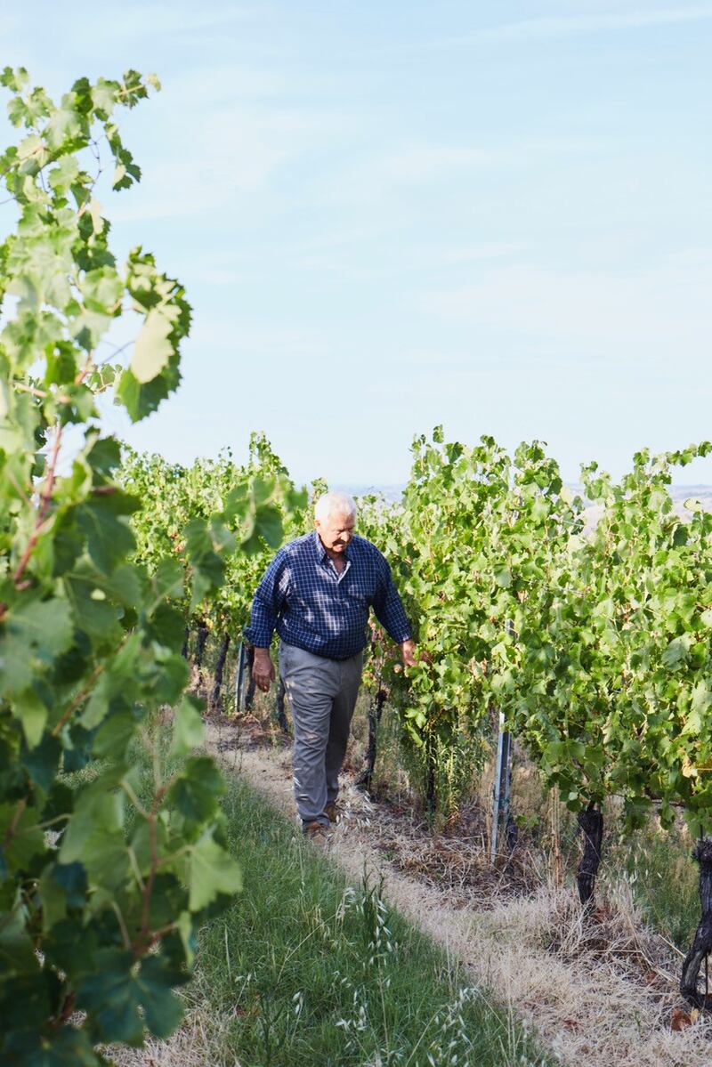 Federico Castellucci nel suo vigneto a Jesi. (Foto di Chiara Santarelli)