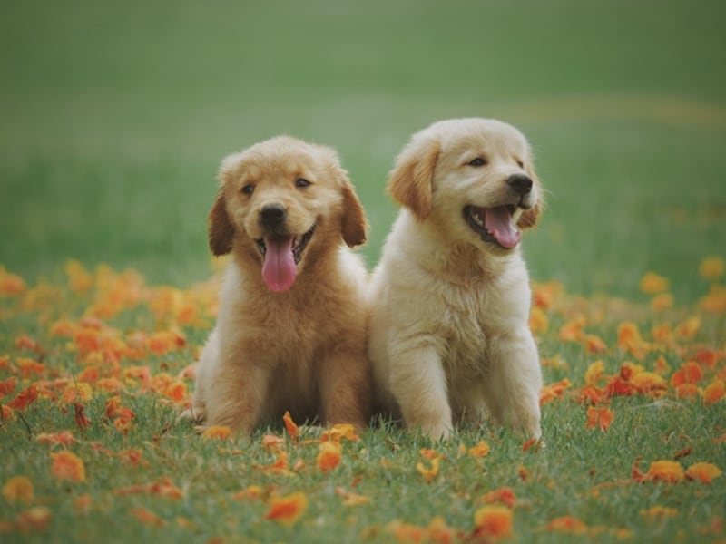 Cagnolini nel verde