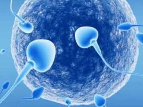 Creato in un laboratorio francese il primo spermatozoo in vitro