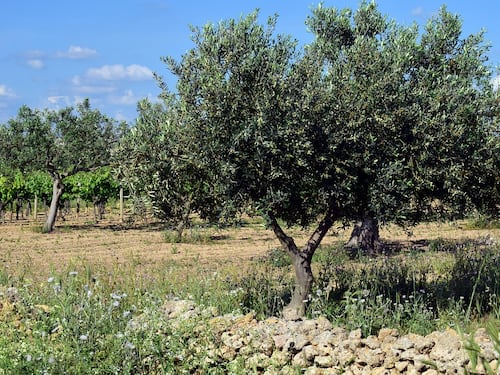 La vendetta contro la Xylella. Via al piano che salva gli ulivi