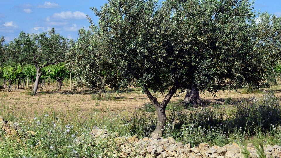 Tragedia nel Salento, pota gli ulivi e muore dissanguato
