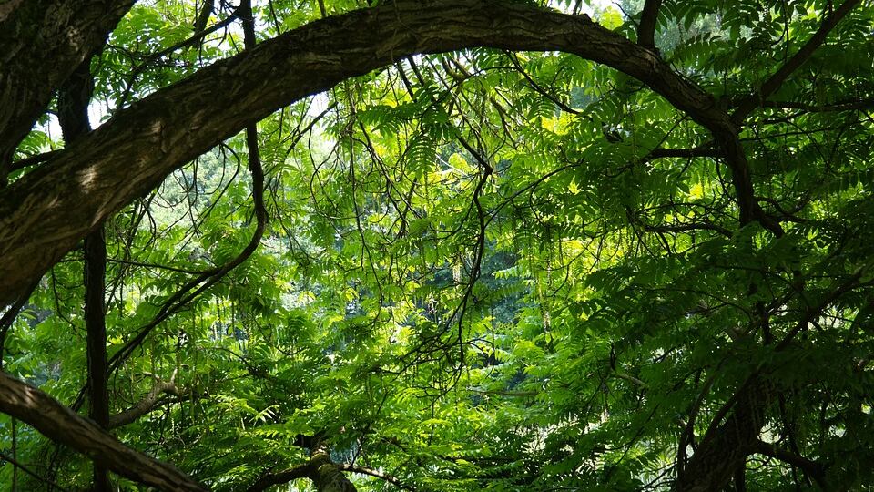 Ostaggio di una setta: 19enne ritrovata nella giungla peruviana