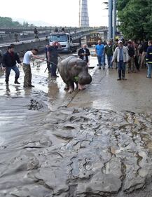 Tbilisi inondata. Gli animali fuggono dallo zoo 7