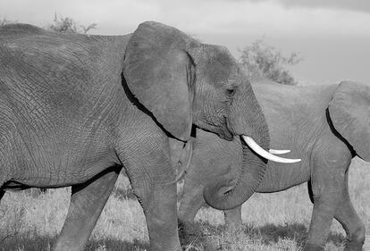 Elefante si fa un selfie 7