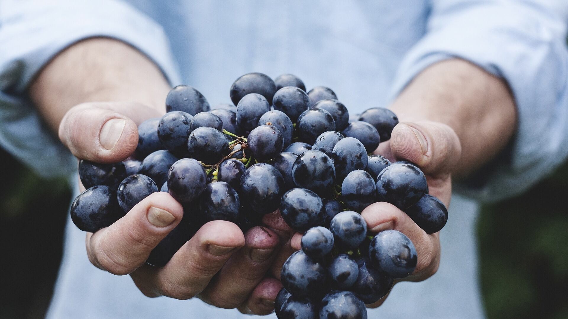 La soluzione della Lombardia? Reclutarli per la vendemmia