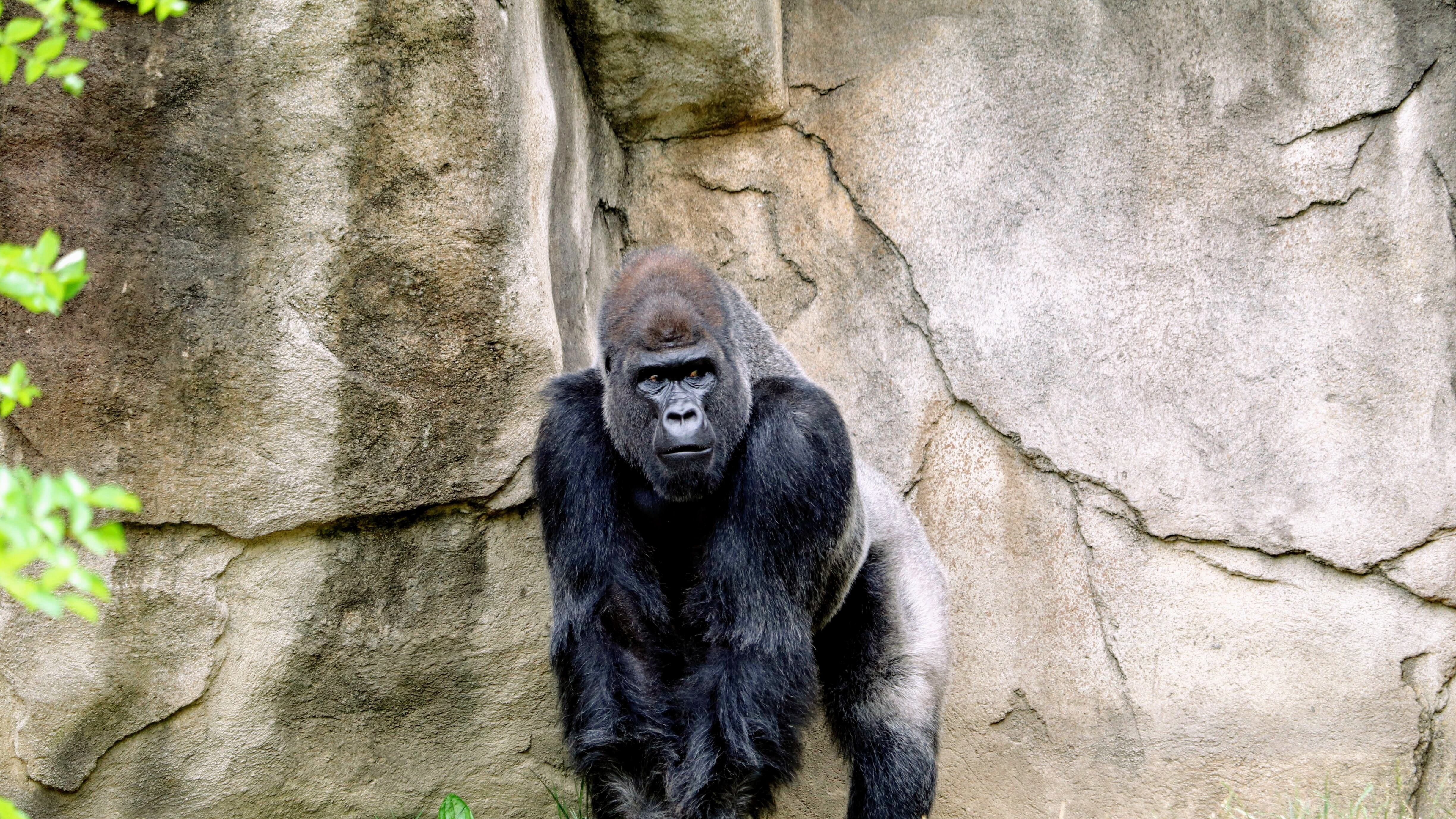 Le giravolte sui rami. La ricerca dello sballo è nata già con i gorilla