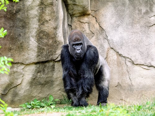 Le giravolte sui rami. La ricerca dello sballo è nata già con i gorilla