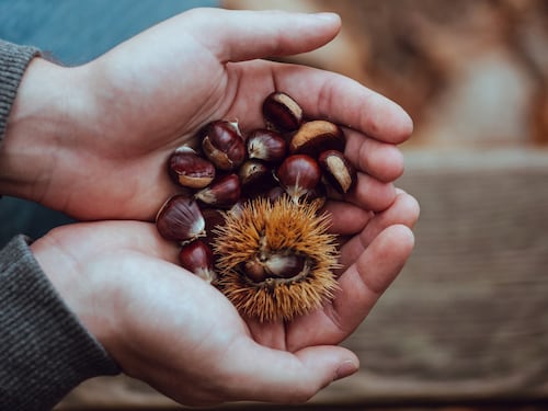 Perché in autunno bisogna puntare tutto sulle castagne