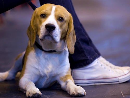 "Fido" Rossi e "Fuffi" Bianchi A cani e gatti i nostri cognomi