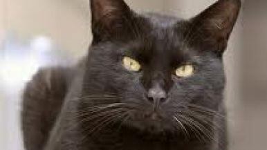 Ratzinger e i gatti: una passione nel segno di Zorro