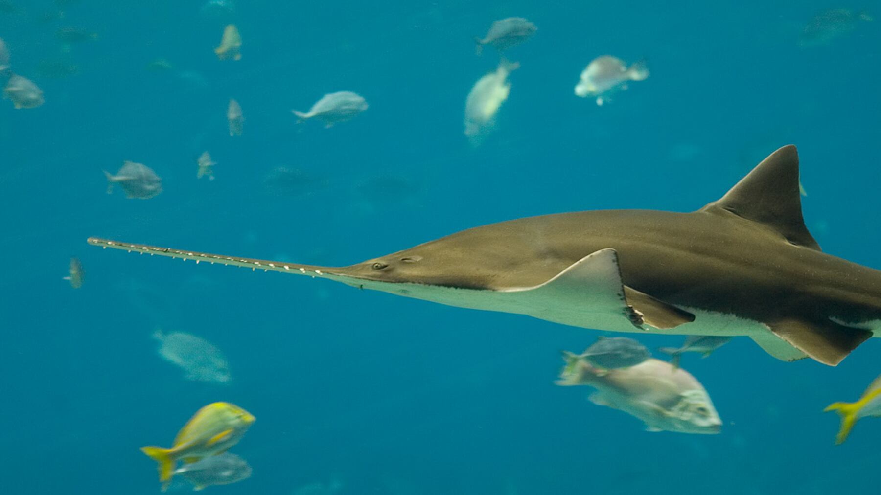 Niente sesso per il pesce sega