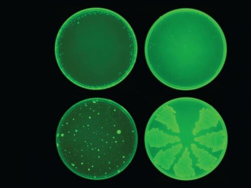 Scoperto super antibiotico grazie all'intelligenza artificiale