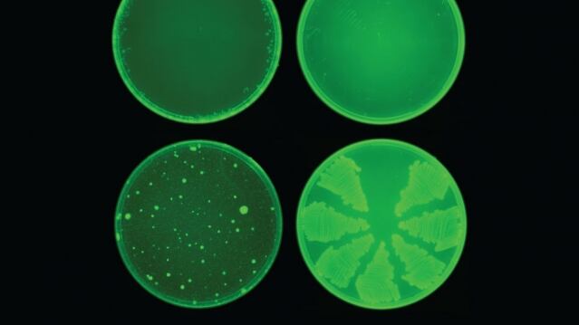 Scoperto super antibiotico grazie all'intelligenza artificiale