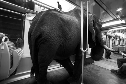 La metrò parigina diventa savana 10