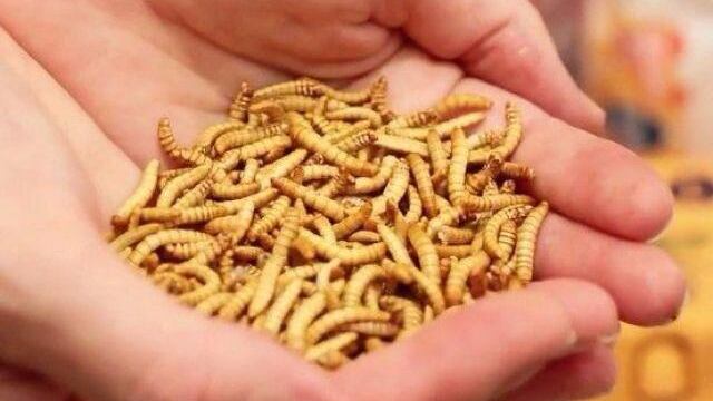 Toscana, orrore a scuola: insetti nel pane a mensa