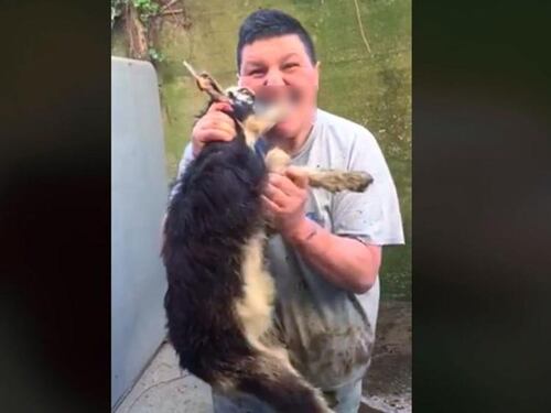 Azzanna una capra viva e pubblica il video sul web, denunciato un calabrese