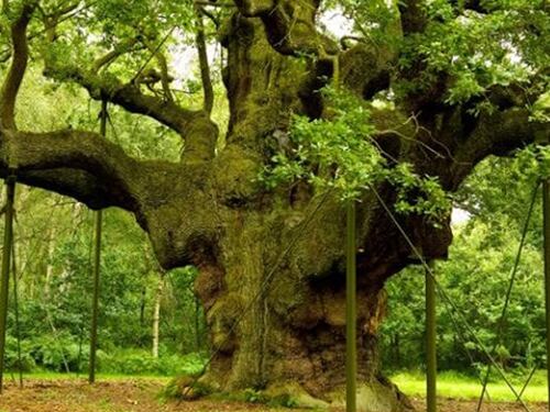 Inghilterra, a rischio la foresta di Robin Hood