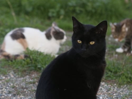 Il villaggio della Nuova Zelanda che vuole abolire i gatti