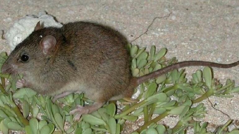 È un topolino il primo ucciso dal clima che cambia