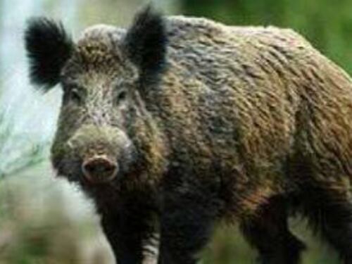 Cinghiale morde un uomo, cresce la paura
