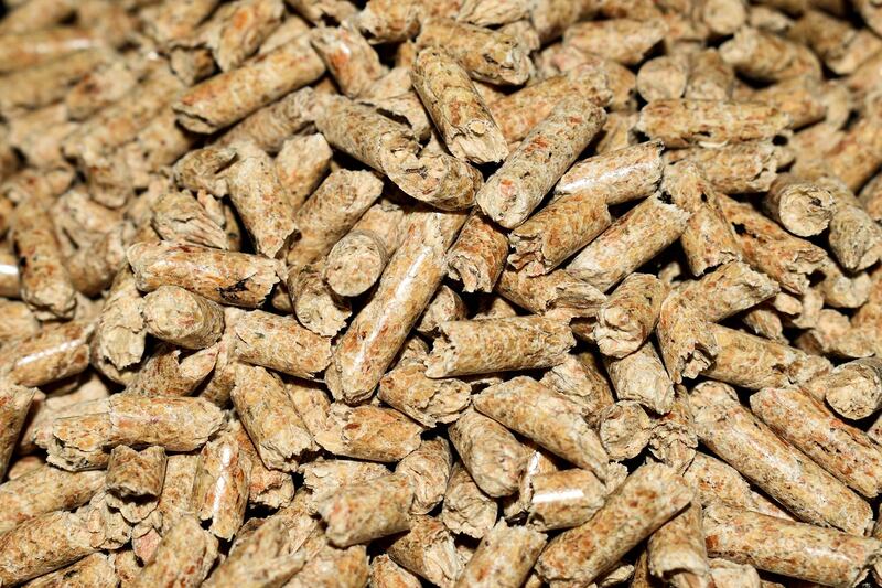 Pellet contaminato, allarme per il coleottero che attacca gli abeti rossi