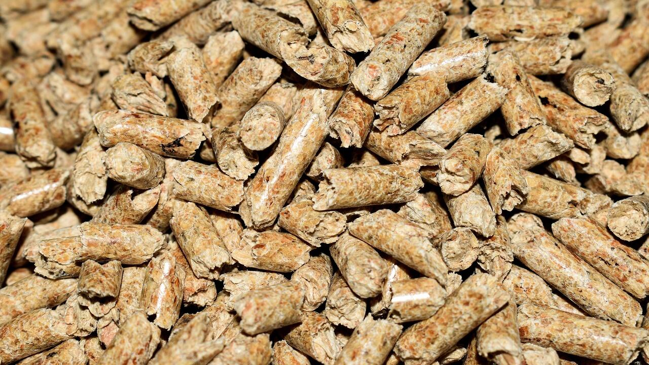 Pellet contaminato, allarme per il coleottero che attacca gli abeti rossi