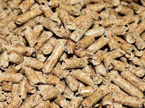 Pellet contaminato, allarme per il coleottero che attacca gli abeti rossi