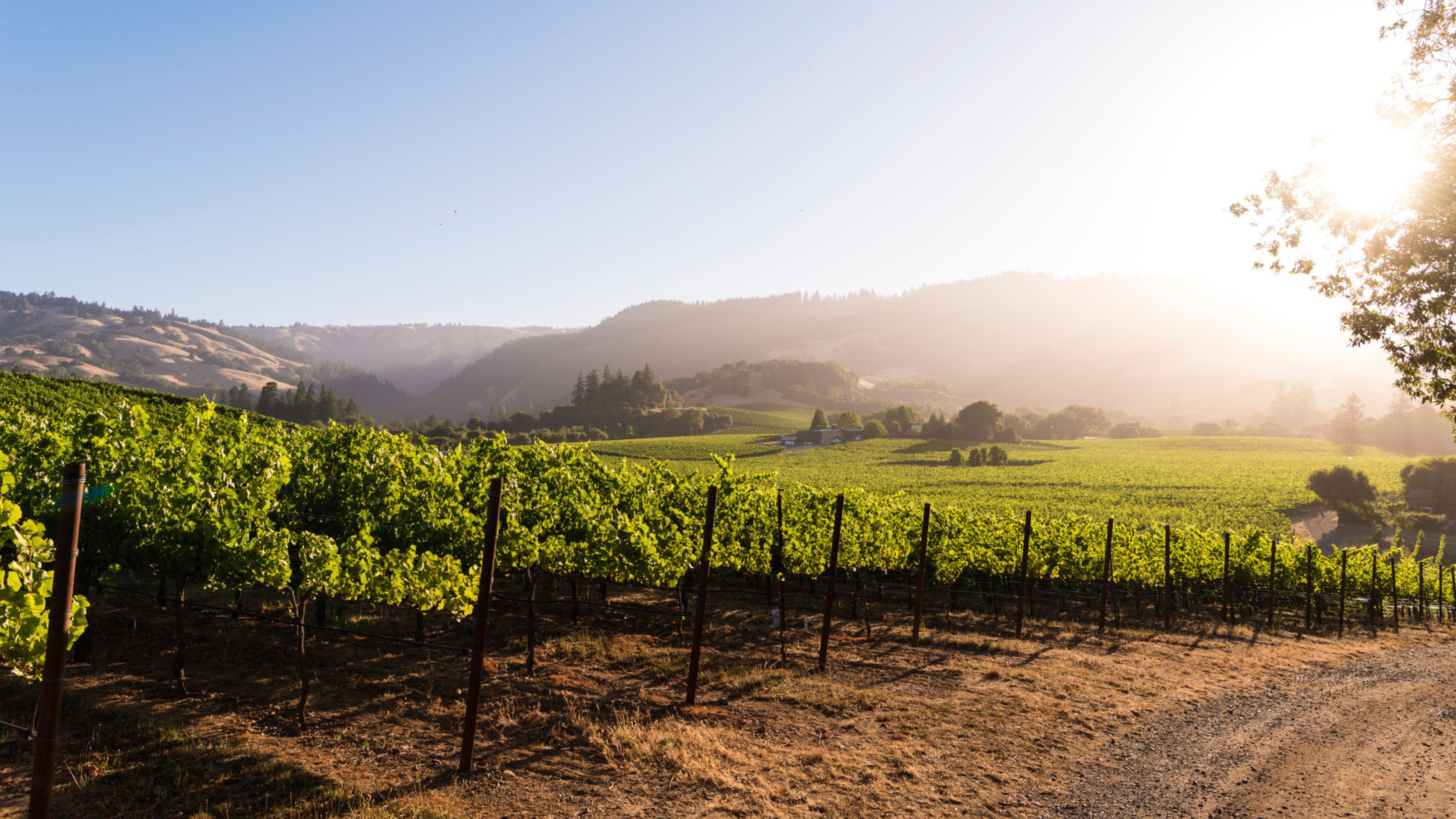 Viaggio nella California del vino: Mendocino, la patria del biologico