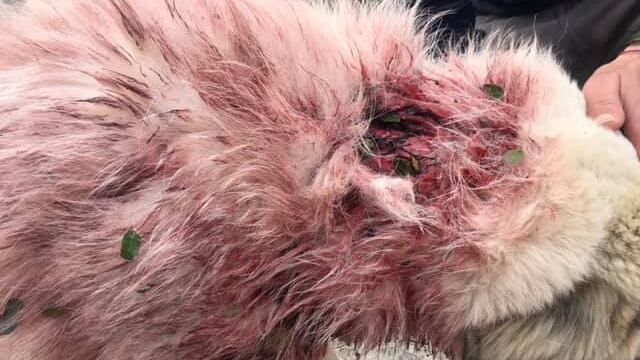 Orrore a Galatina, cane ferito in strada a colpi di fucile