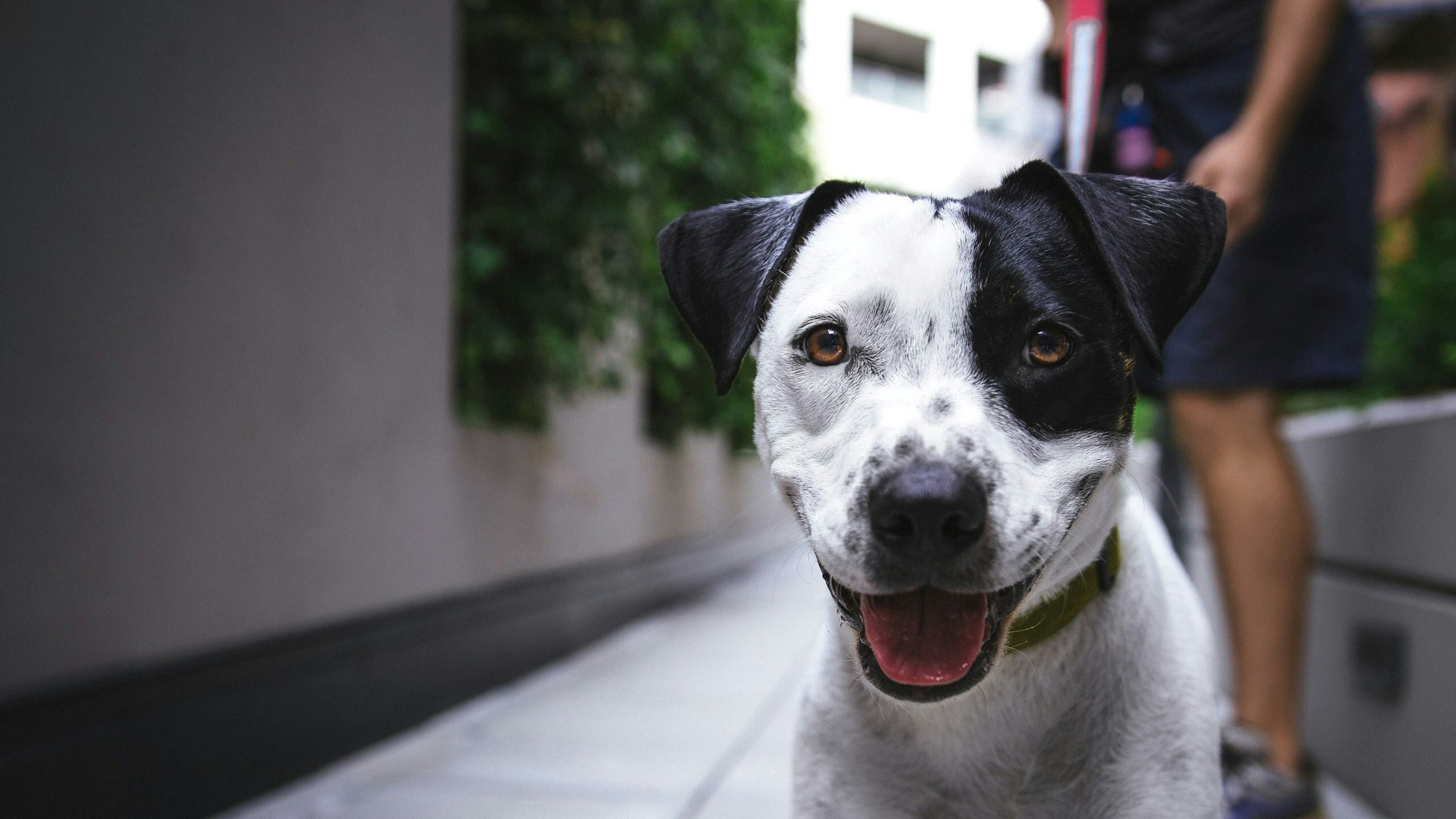 Arriva l'"elisir" che allunga la vita ai cani. Regala un anno in più e li fa sentire bene