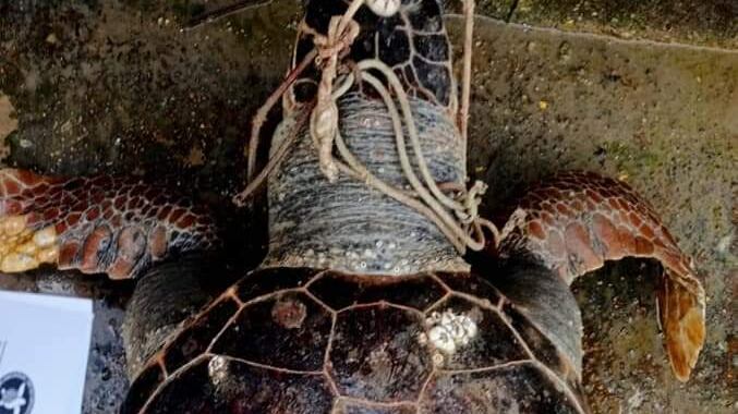 Killer seriale di tartarughe, la denuncia: "Morte atroce, aiutateci"