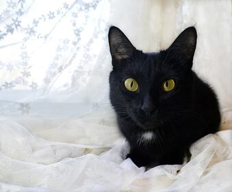 Gatto nero, foto 51