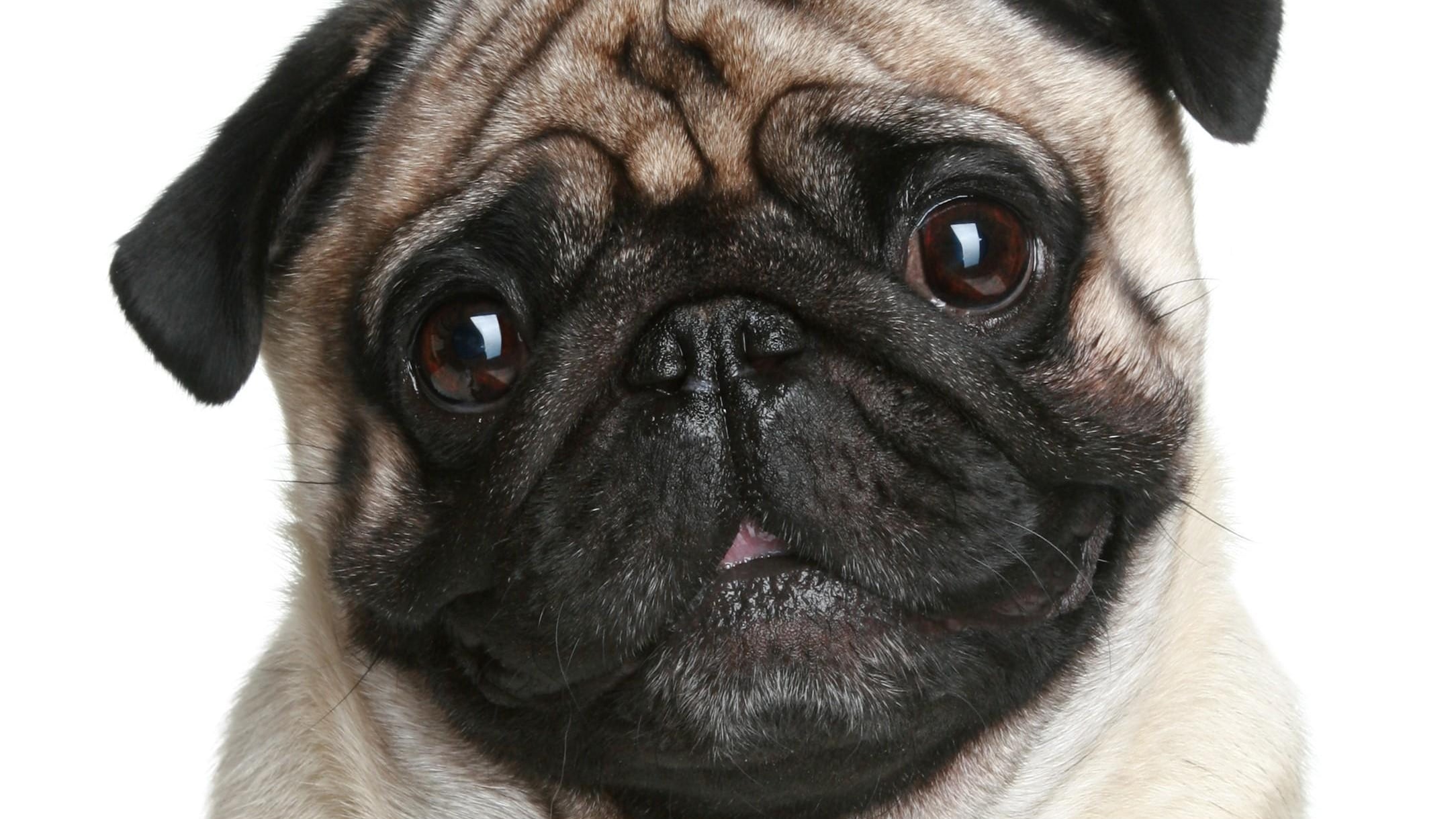 Tascabili e con occhioni. La folle sfida dei genetisti per creare cani bambini